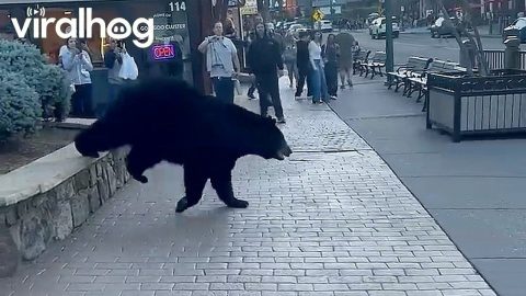 Couple on Anniversary Trip Encounter Black Bear Downtown || ViralHog