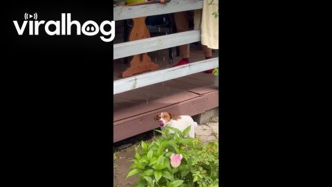 Happy Dog Drinks Falling Water in Rain || ViralHog