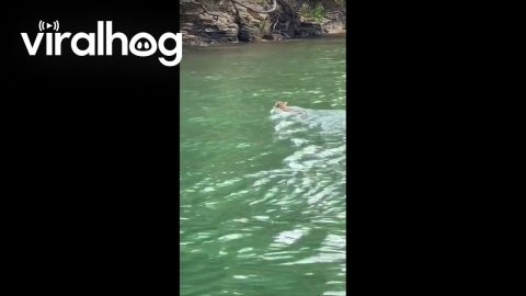 Two Dudes and a Bobcat out for a Swim || ViralHog