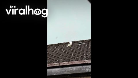 Seagull Stares Straight Up in Hailstorm || ViralHog