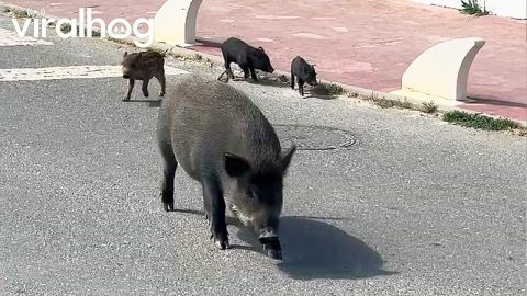 Wild Boar Piglets Prance Through Streets || ViralHog