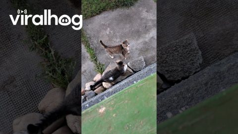 Smart Cat Understands His Human and Answers Back || ViralHog