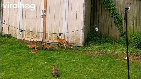 Foxes Made a Den Under Our Shed || ViralHog