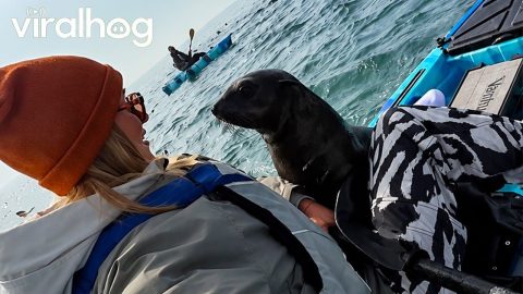 Seals Climb On Kayak For Cuddles || ViralHog