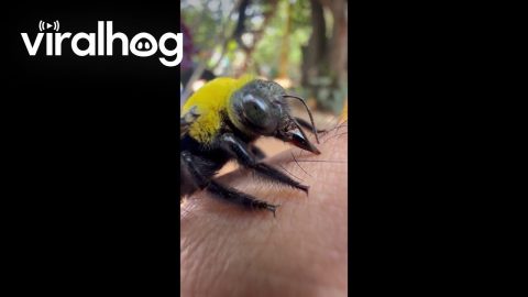 Carpenter Bee on an Electrolyte Hunt || ViralHog