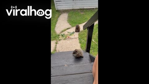 Clumsy Baby Groundhog || ViralHog