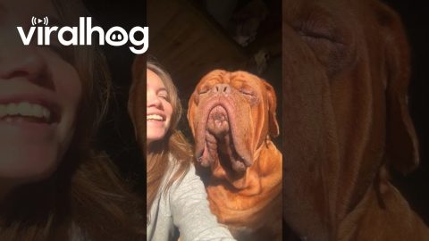 Morning Kisses and Sunshine With Massive Dogue De Bordeaux || ViralHog