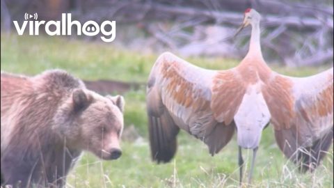 Sandhill Crane Stands Off Against Grizzly Bear || ViralHog