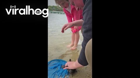 Operation Save the Turtle || ViralHog