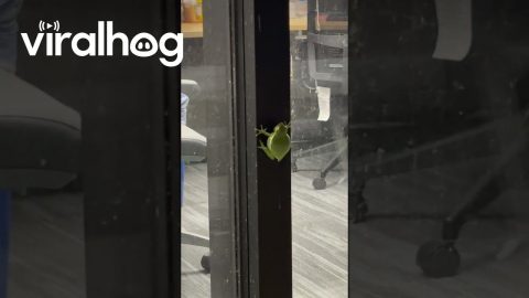 Tree Frog Beeps On Office Window || ViralHog