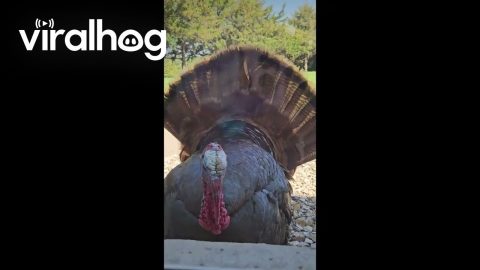 Turkeys Get Angry at Their Reflections in My Windows || ViralHog