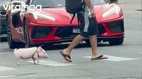 Ferrari Upstaged by Pet Piglet || ViralHog