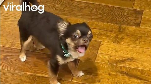 Tiny Chihuahua Throws Tantrum for Cookie Dough || ViralHog