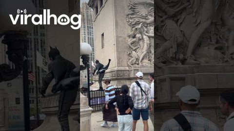 Bat Superhero Keeps Chicago Safe || ViralHog