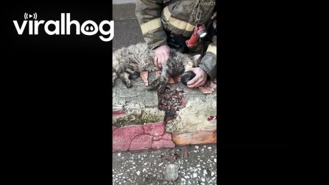 Firefighter Resuscitates Cat After Apartment Fire || ViralHog