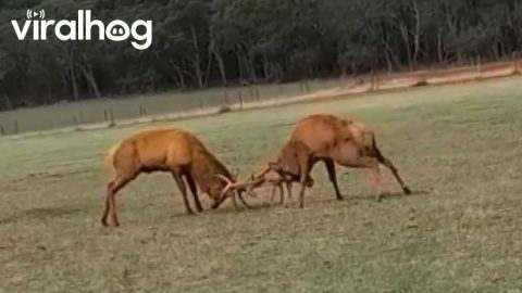 Two Big Red Deer Stags Locking Antlers || ViralHog