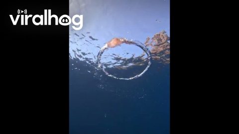 Jellyfish Spins in Diver's Bubble Ring || ViralHog