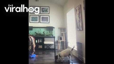 Houdini Dog Escapes crate || ViralHog