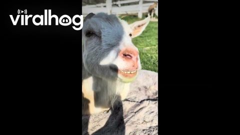 Lumpy the Goat Enjoys Sunny Spring Day and Fresh Grass || ViralHog