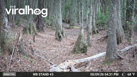 Black Bear Chases Off Coyote After Brief Stare Down || ViralHog