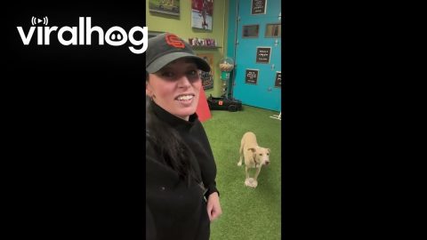 No Dog Works for Free || ViralHog