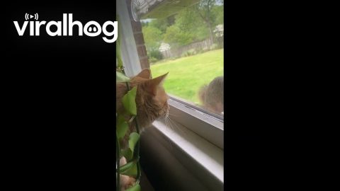 Squirrel Taunts Cat From Behind Window || ViralHog