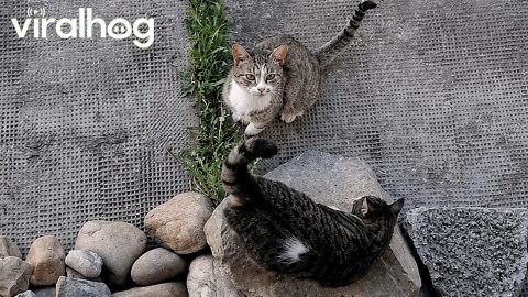 Smart Cat Understands His Human and Answers Back || ViralHog