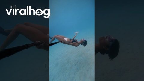 Mermaiding Around || ViralHog