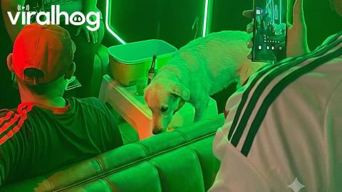 Dog Drinks From Cooler In Club || ViralHog