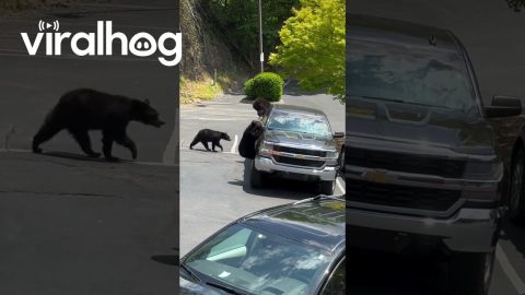 Bears Find Food in Unattended Pick-Up Truck || ViralHog