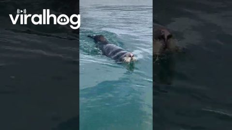 Otter Invites Himself on Newlywed's Honeymoon Kayak || ViralHog