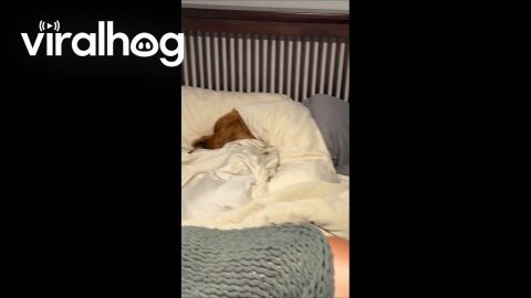 Husband and Pups Caught Taking a Nap || ViralHog