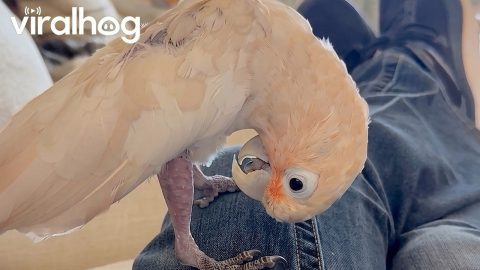 Cockatoo Realizes She Has Feet || ViralHog