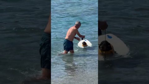Dachshund Goes Surfing || ViralHog