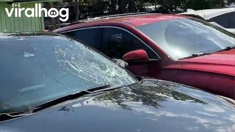 Coconut Fell and Broke My Windshield || ViralHog