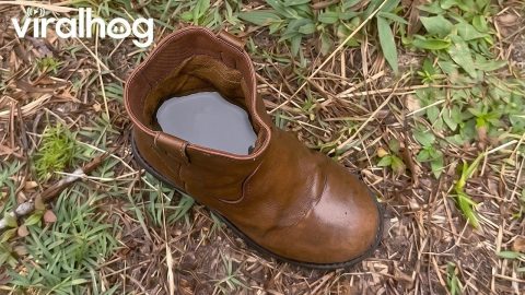 Kid Keeping Fish in His Boot || ViralHog