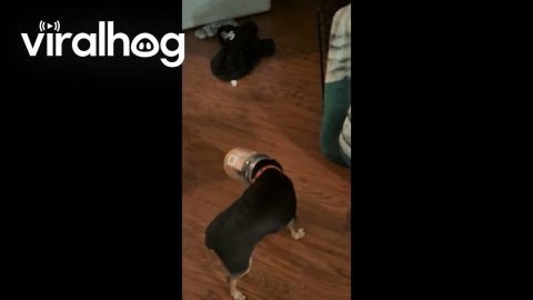 Pup Gets his head stuck in a Peanut Butter Jar || ViralHog