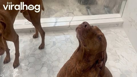 Some Dogs Feel the Rain, Others Just Get Wet || ViralHog