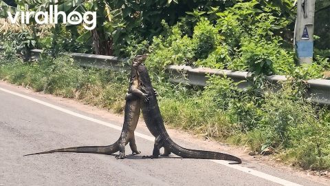 Two Monitor Lizards Wrestling on the Road || ViralHog