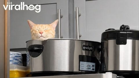 Cat Sleeps In Crockpot || ViralHog