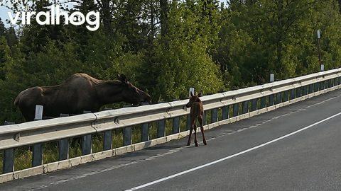Moose Calf Tries To Get Over Highway Rail || ViralHog