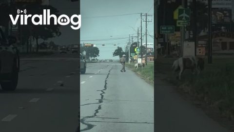 Sheriff's Deputy Chases Runaway Mini Pony || ViralHog