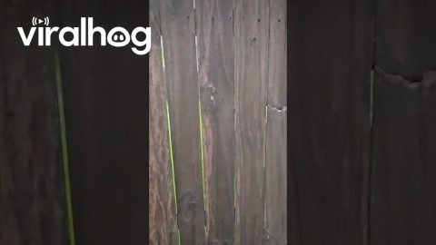 Flooding in Richmond, Kentucky || ViralHog