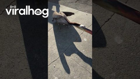 Dad and Daughter Save a Pelican || ViralHog