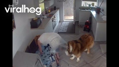 When Your Dog Thinks Cleaning Is a Team Sport || ViralHog