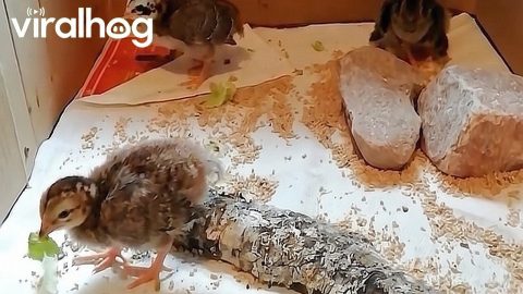 Guinea Fowl Babies Don't Like Sharing Food || ViralHog