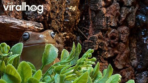 Feeding Eager White Tree Frogs || ViralHog