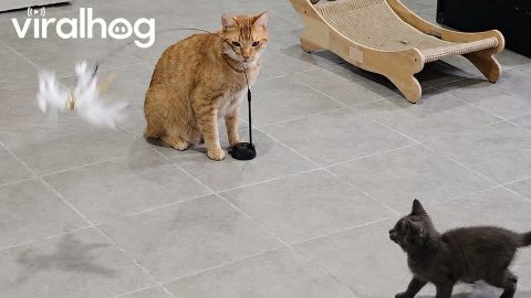 Resident Cat Babysits New Foster Kitten || ViralHog