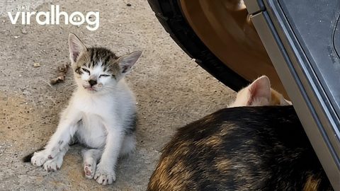 Drowsy Kitten Topples Over || ViralHog