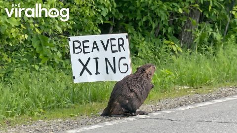 Beaver Waits Patiently at Beaver Crossing Sign || ViralHog